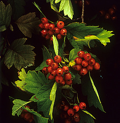 ����� ����������