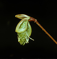 ������� ������ �����