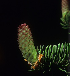 ������� ����� ���