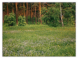 ��������-��������� ���������� ����������, ������