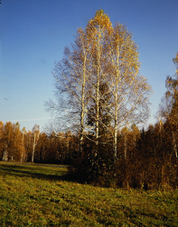 ������������� ������