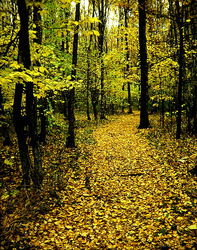 ��������� ��� ������, ��������