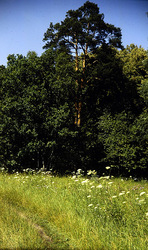 ������������� ������