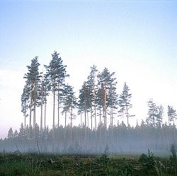 �������� �������, ������� ������