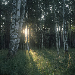 �������� �������, ������� ������