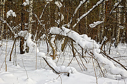 ��������� ��������� �������������. ����� ������������, ������