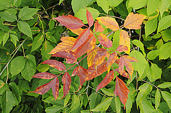 ��������� ��������� �������������. ����� ������������, ������