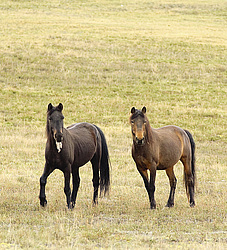 �������� ������ (Equus ferus caballus) �������� ���������� �����. �������� ������, ������