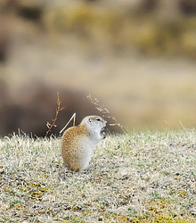 �������� ���������� �����. �������� ������, ������