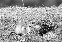 �������� ���������� �����. �������� ������, ������