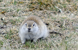 �������� ���������� �����. �������� ������, ������