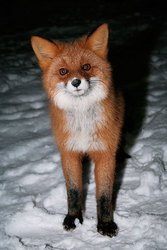 ������������ ������ (Vulpes vulpes) ������ �������. ��������� ����