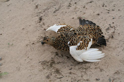 ����� ��������� (Lagopus lagopus) ������ �������, ������������� �������