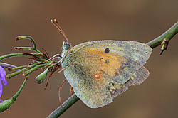 �����������, ���������