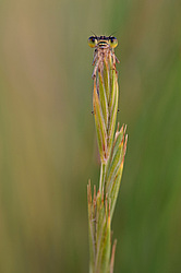 �����������, ���������