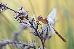 �����������, ���������