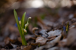 �������� ��������� (Scilla siberica) �� ����� <������������ �������� ����� ������>