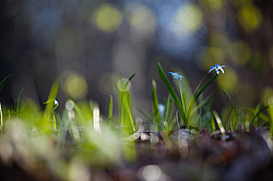 �������� ��������� (Scilla siberica) �� ����� <������������ �������� ����� ������>