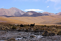 ������������ ��������, �������, �������