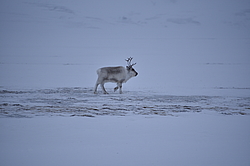 ����������, ���-�������� � ��������� ��������