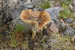 �� ����� <����� ��������� �������>