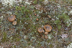 �� ����� <����� ��������� �������>