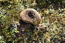 �� ����� <����� ��������� �������>