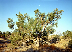 ������� � ��������. ������� (����� 35��)