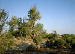 ������� � ��������. ������� (����� 35��)