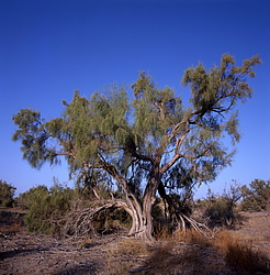 ������� � ��������. ������� (����� 35��)