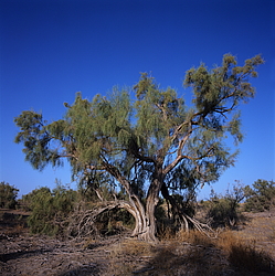 ������� � ��������. ������� (����� 35��)