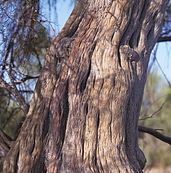 ������� � ��������. ������� (����� 35��)