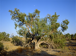 ������������, ������� (����� 4�5)