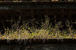 ������, �����