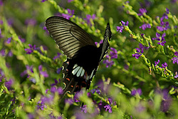 ��������� <�������> ����� ���������