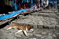 ����� ��������� ���������, �����