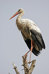����� ���� (Ciconia ciconia) ����� �����, �����, �������, ������