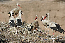 ����� ���� (Ciconia ciconia) ����� ��������, �������, ������