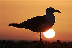 ����������������� ����� (Larus michahellis) Essaouira, �������, ������