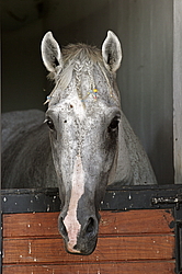 �������� ������ (Equus ferus caballus) ������