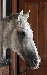 �������� ������ (Equus ferus caballus) ������