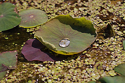 ������, �����