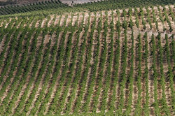 ������������ ����, �������