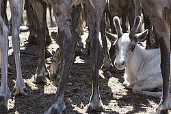 �������� ����� (Rangifer tarandus) �������� ����������, ������� �����, ����, ������