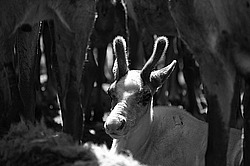 �������� ����� (Rangifer tarandus) �������� ����������, ������� �����, ����, ������