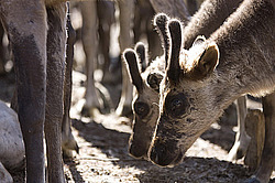 �������� ����� (Rangifer tarandus) �������� ����������, ������� �����, ����, ������
