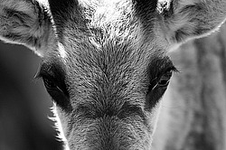 �������� ����� (Rangifer tarandus) �������� ����������, ������� �����, ����, ������