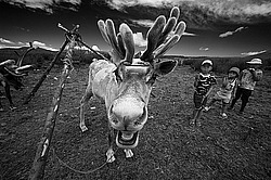 �������� ����� (Rangifer tarandus), ���� � �����. �������� ����������, ������� �����, ����, ������