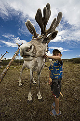 �������� ����� (Rangifer tarandus), ���� � �����. �������� ����������, ������� �����, ����, ������