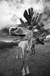 �������� ����� (Rangifer tarandus) �������� ����������, ������� �����, ����, ������